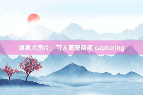 银狐犬图片，可人萌宠斯须 capturing