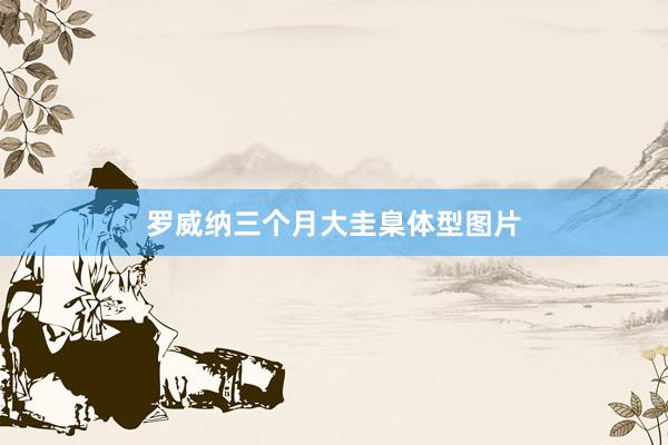 罗威纳三个月大圭臬体型图片